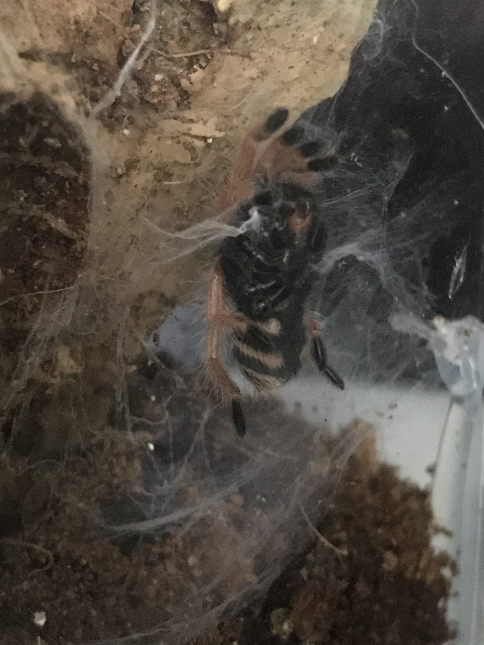 Little guy molted while I was away!