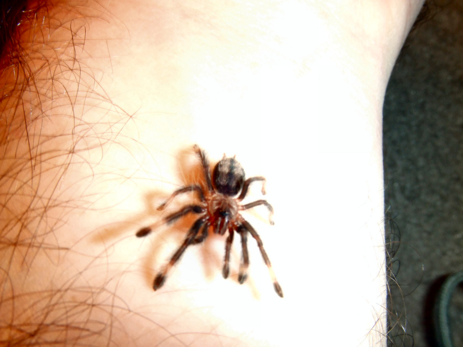 Little P. cambridgei