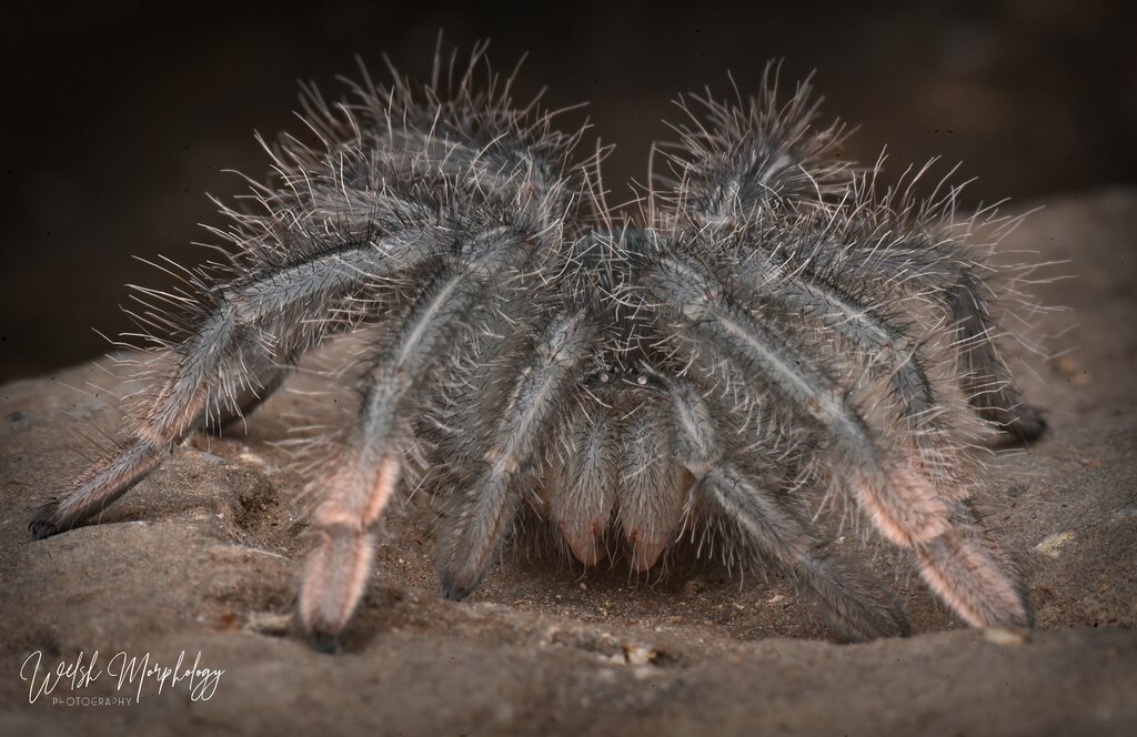 Little stirmi