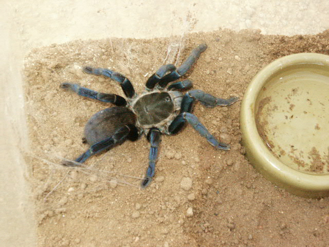 lividum