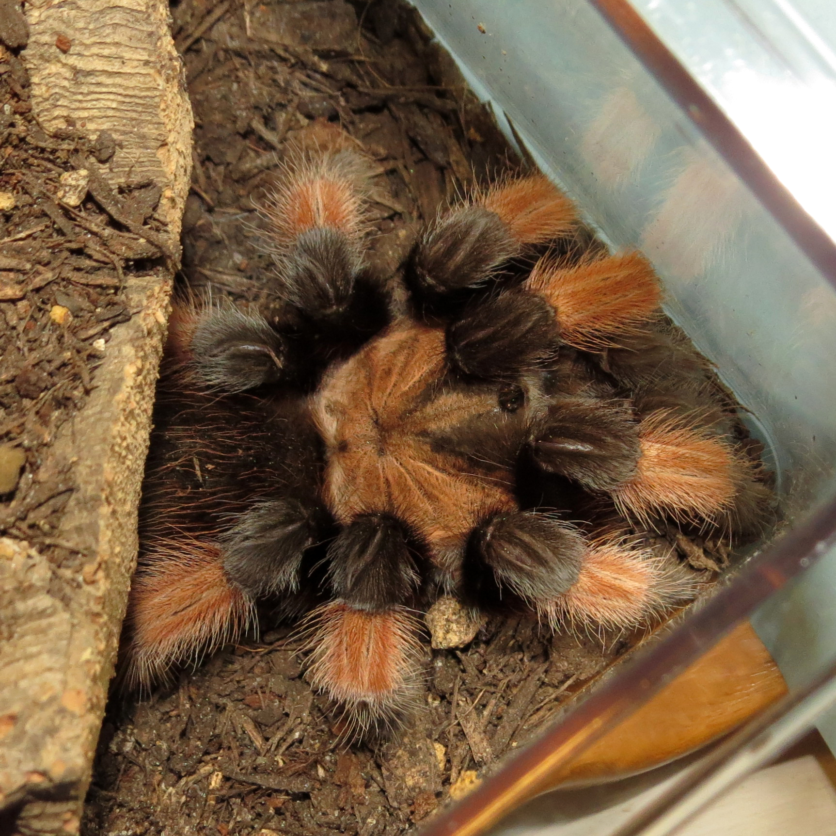 Looking out the Window (♀ Brachypelma emilia 5")