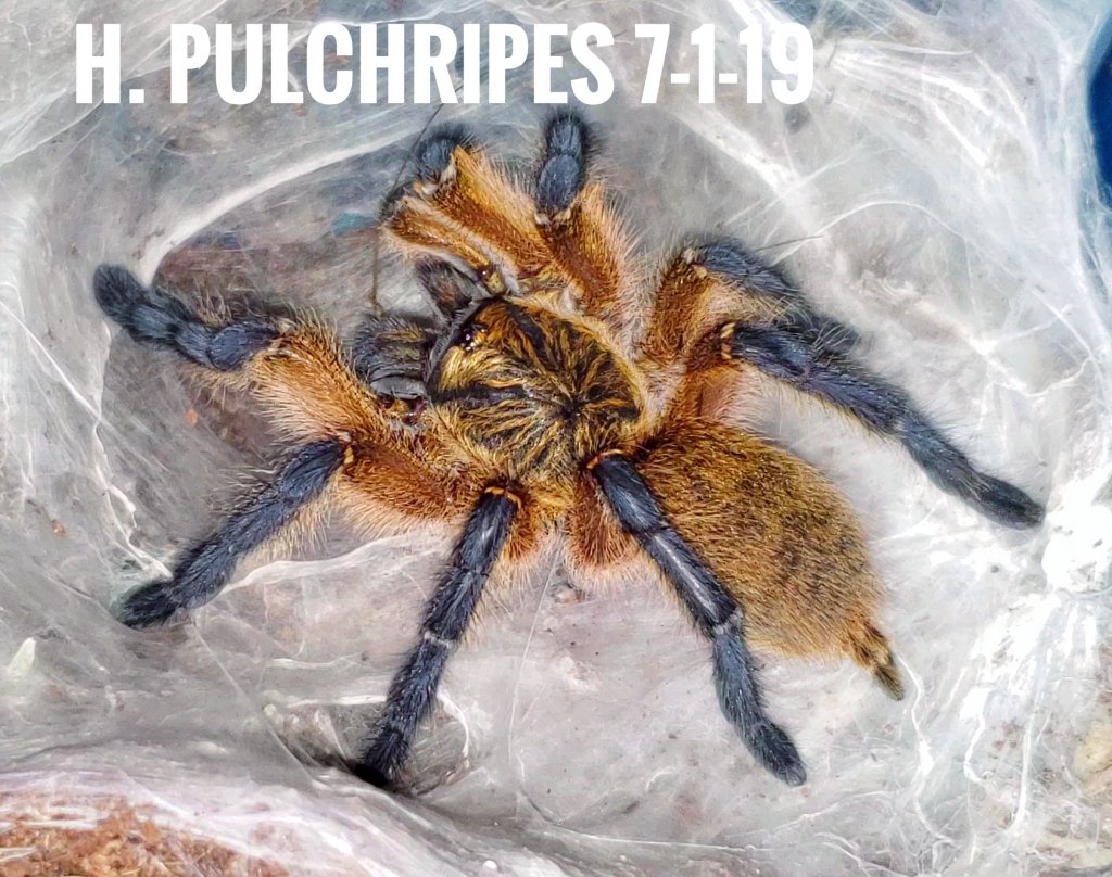 Love this pulchripes