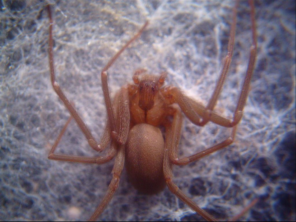 Loxosceles Reclusa Brown Recluse Female