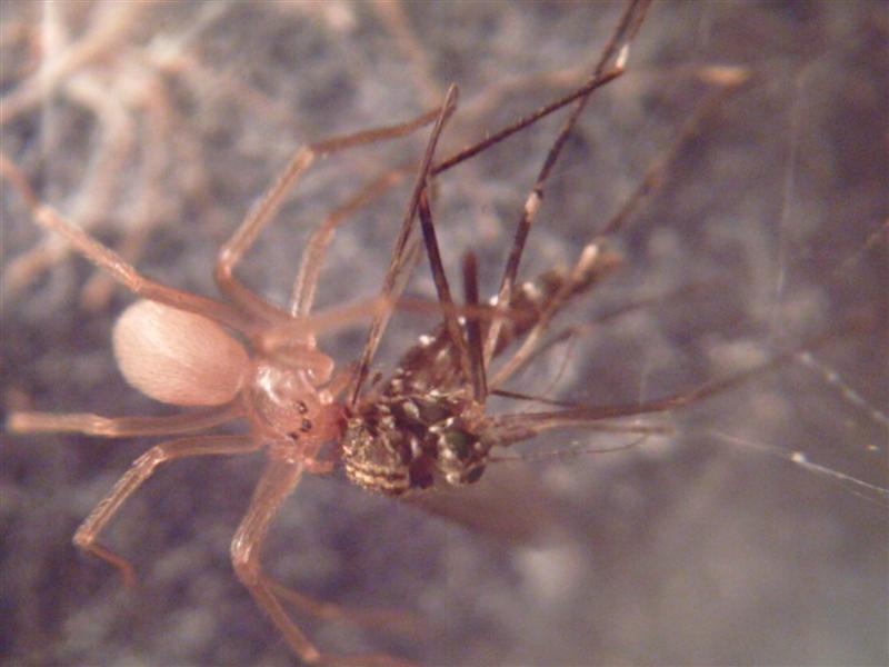 Loxosceles Reclusa Brown Recluse Spiderling