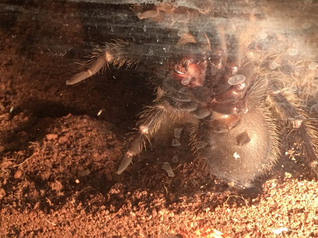 LP male or female?