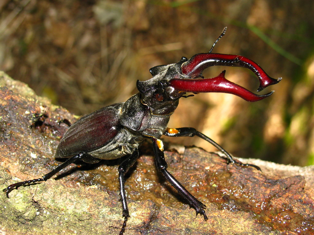 Lucanus cervus cervus (Linnaeus, 1758)