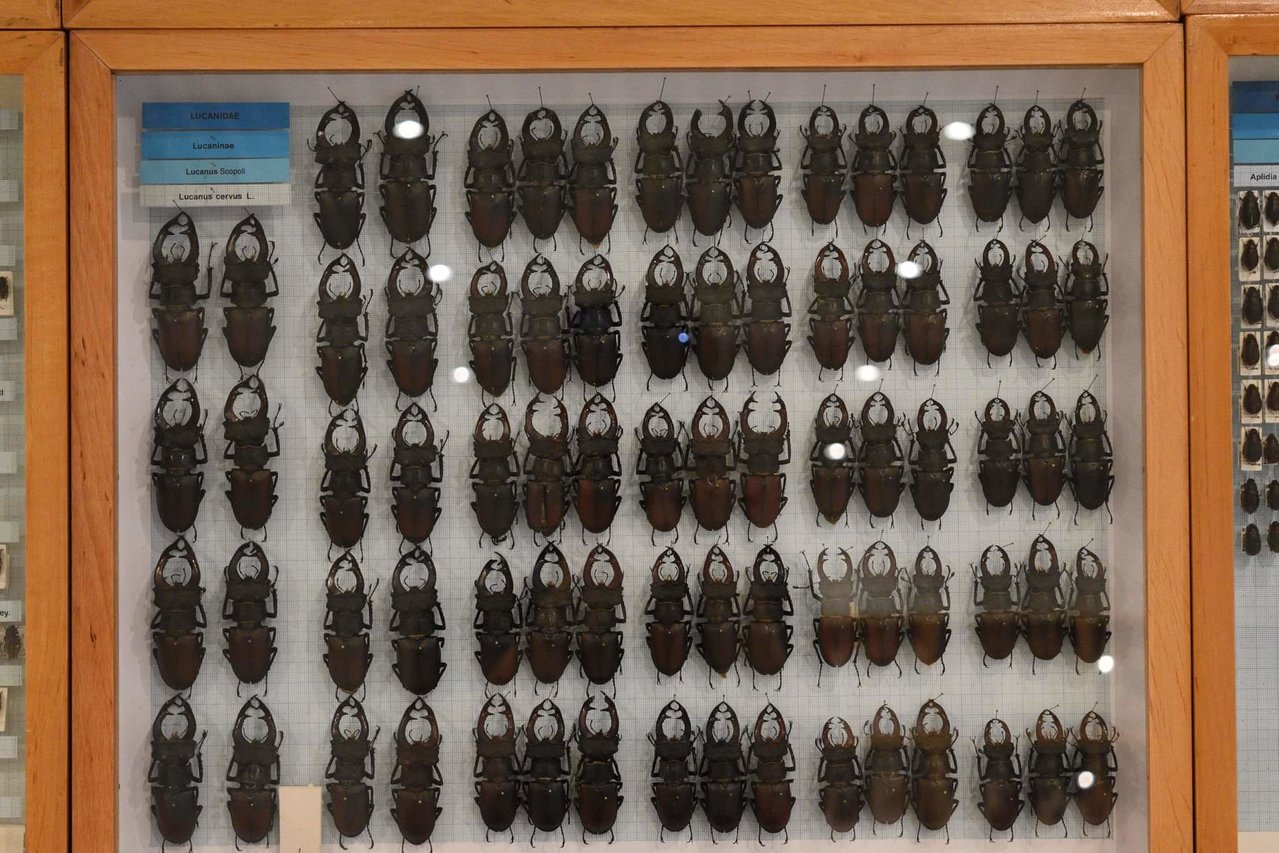 Lucanus cervus