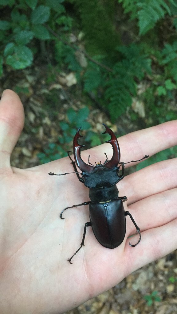 Lucanus cervus