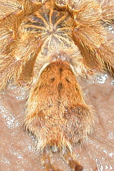 Lump on Juv. OBT abdomen