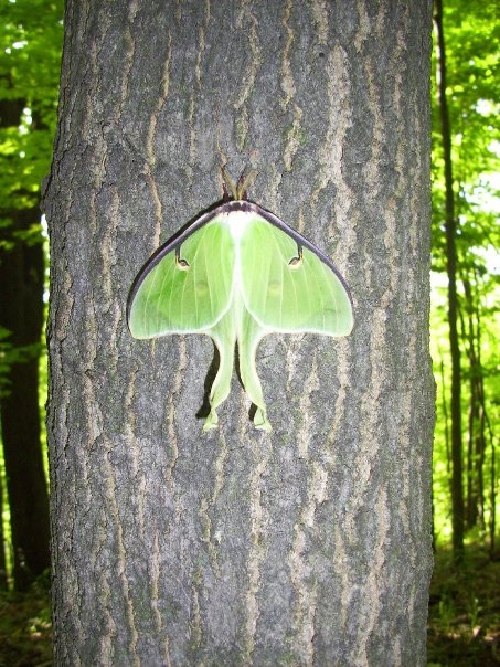 Luna Moth (actias Luna)