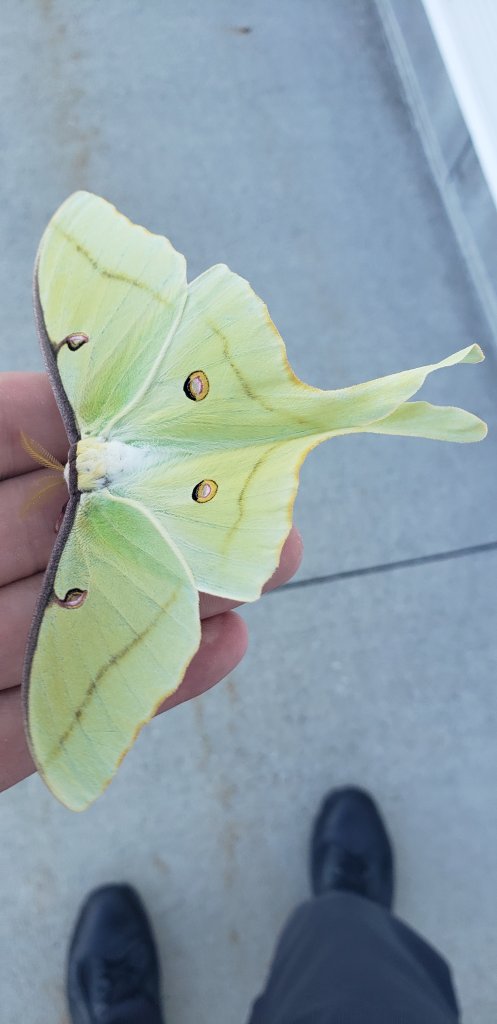 Luna Moth