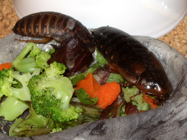 Lunch Time