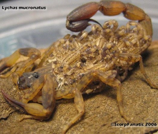 Lychas Mucronatus