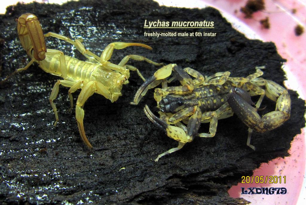 Lychas murcronatus