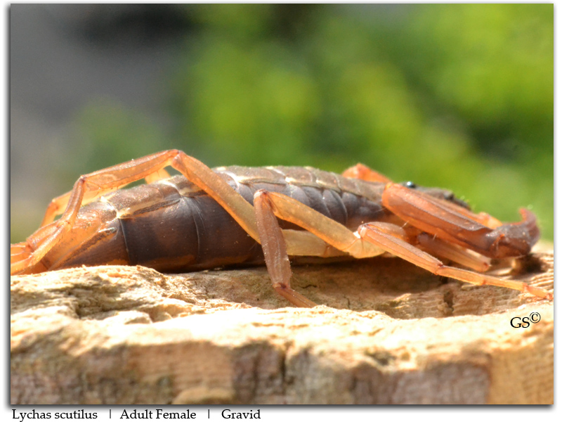 Lychas Scutilus Adult Female