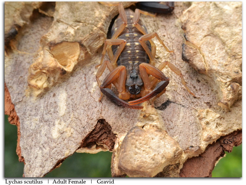 Lychas Scutilus Adult Female