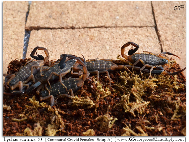 Lychas Scutilus Gravid Females Setup I