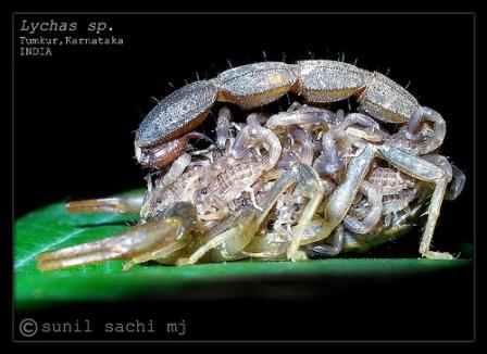 Lychas sp. from INDIA