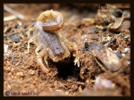 Lychas sp. from INDIA