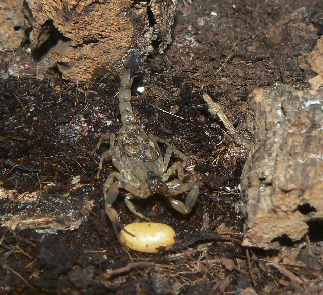 Lychus mucronatus young