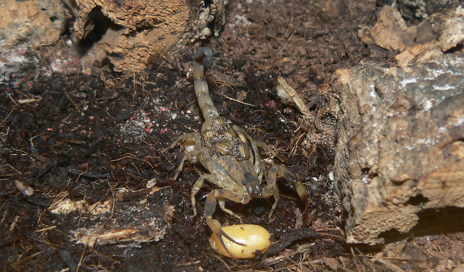 Lychus mucronatus young