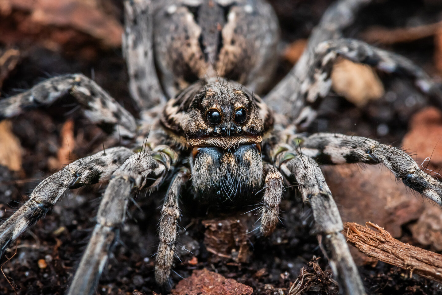 Lycosa tarantula