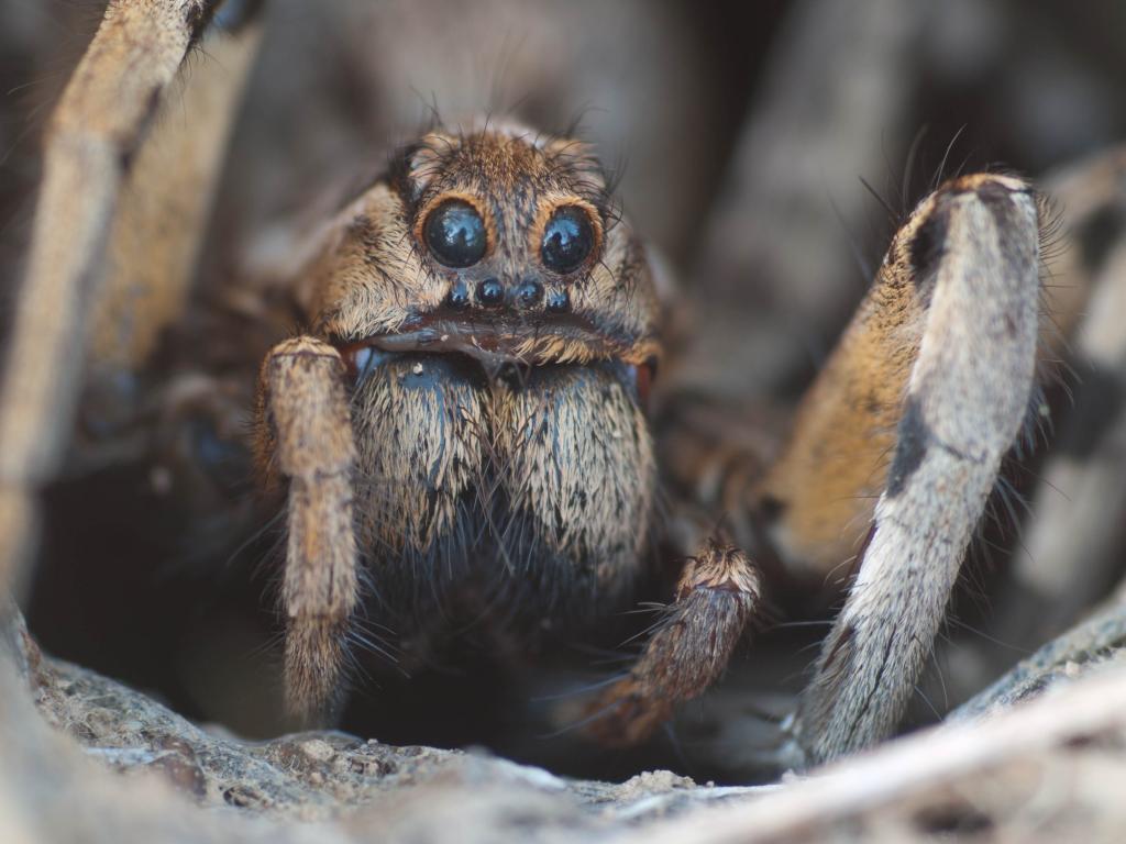 Lycosa tarentula 2