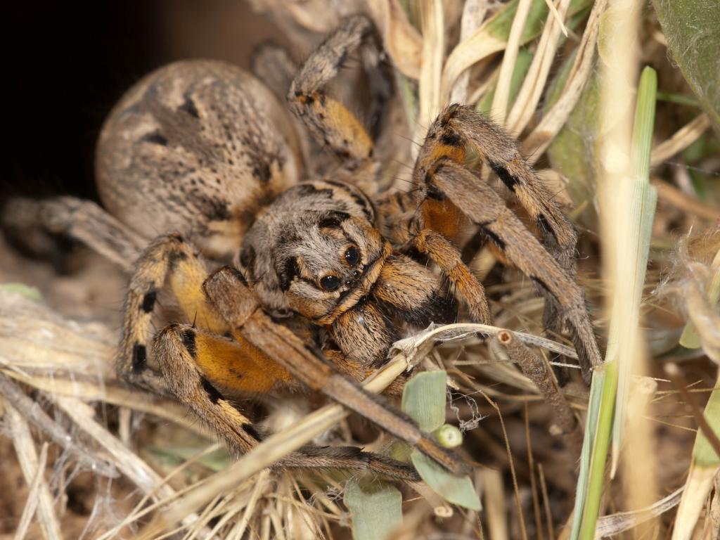 Lycosa tarentula