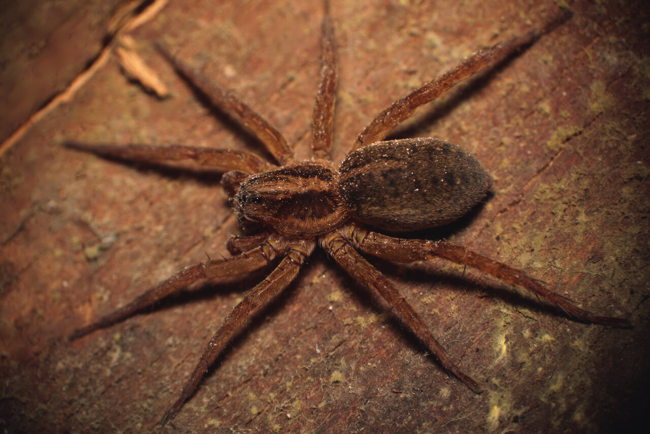 Lycosidae (Throchosa sp?)