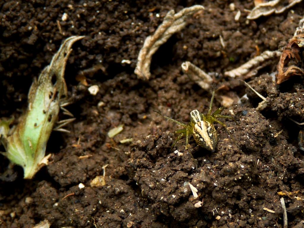 Lynx spider from Serbia