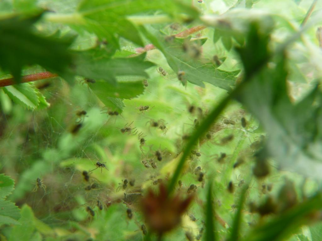 Lynx spider slings