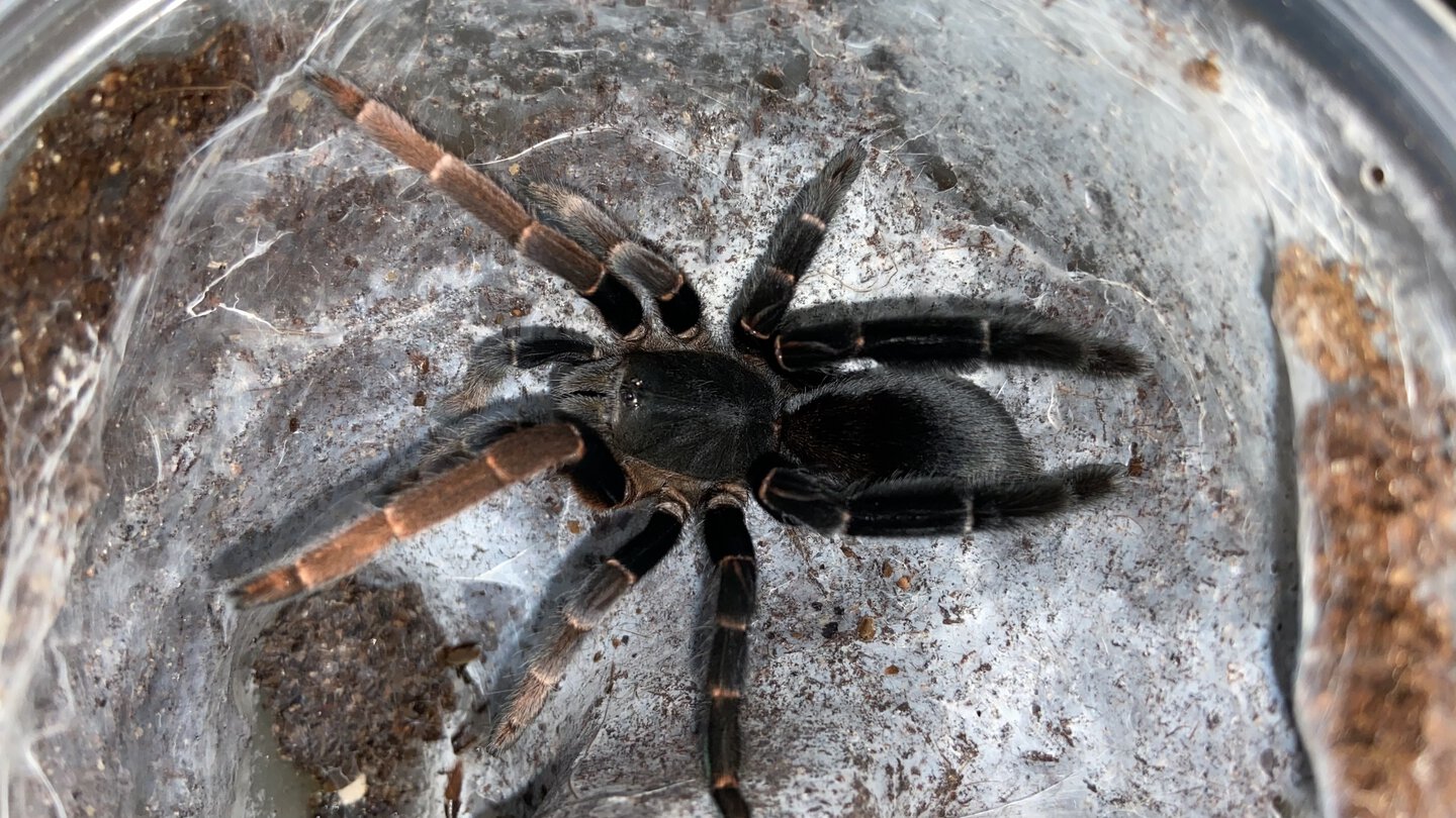 Lyrognathus giannisposatoi Female