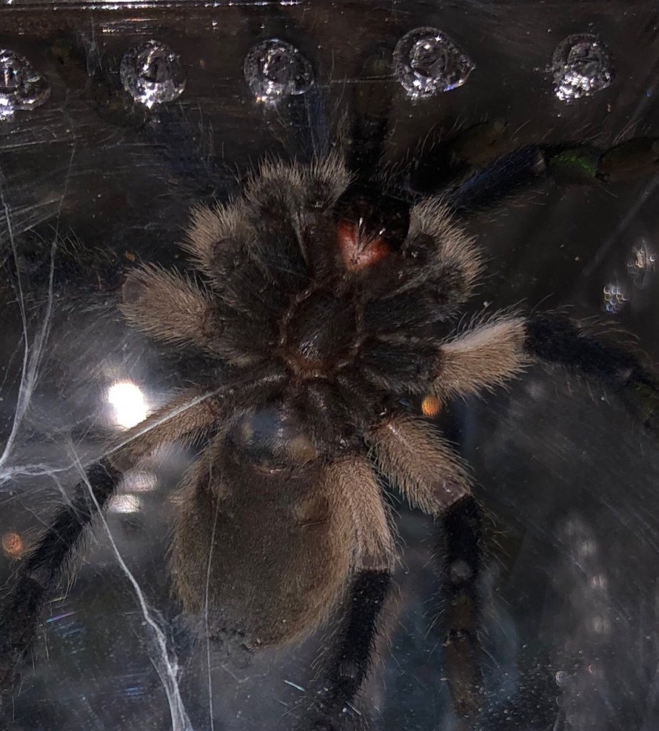 M. balfouri 02