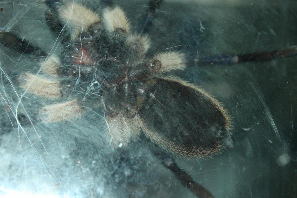 M. Balfouri @ 2.5in