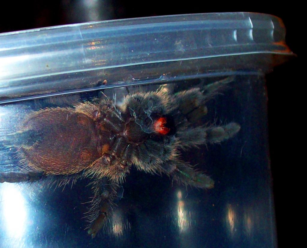 M. Balfouri 2+ inches please comment :)