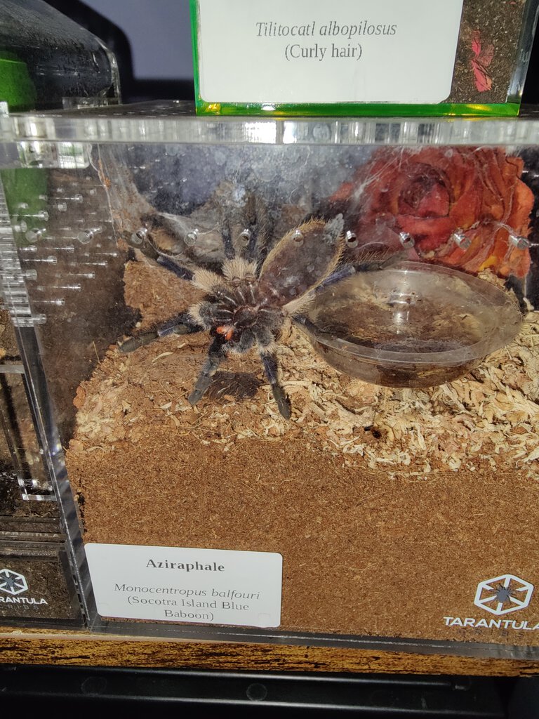 M. balfouri 3 inch dls 2