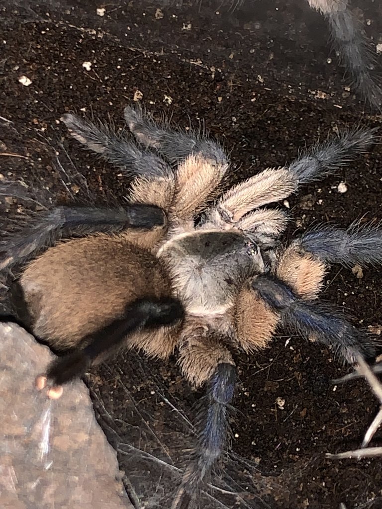 M. balfouri adult female “Josie”