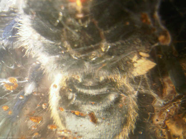 M.balfouri Help with Gender please