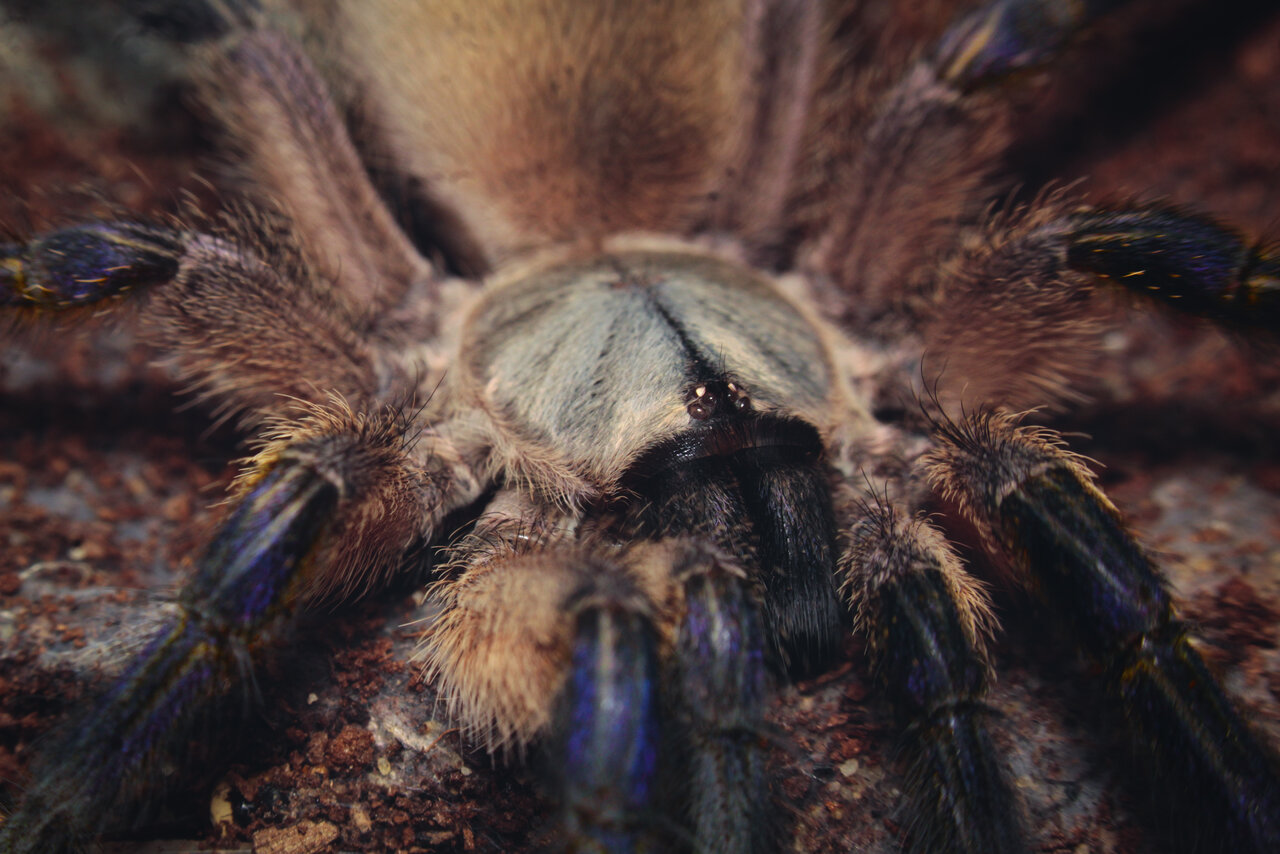 M.balfouri juvenile female