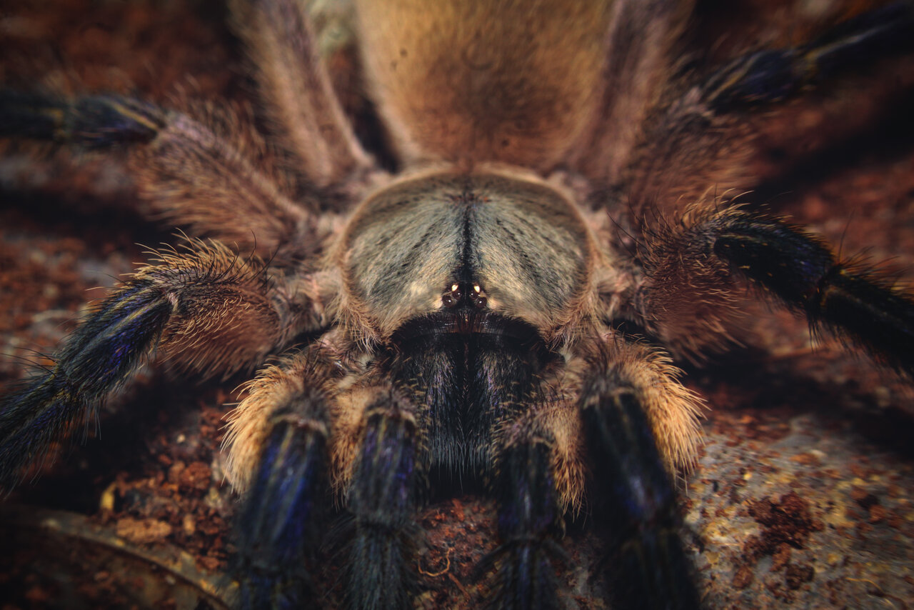 M.balfouri juvenile female