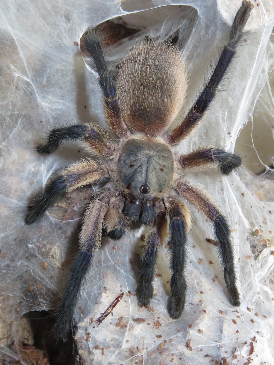 M. balfouri, juvenile male