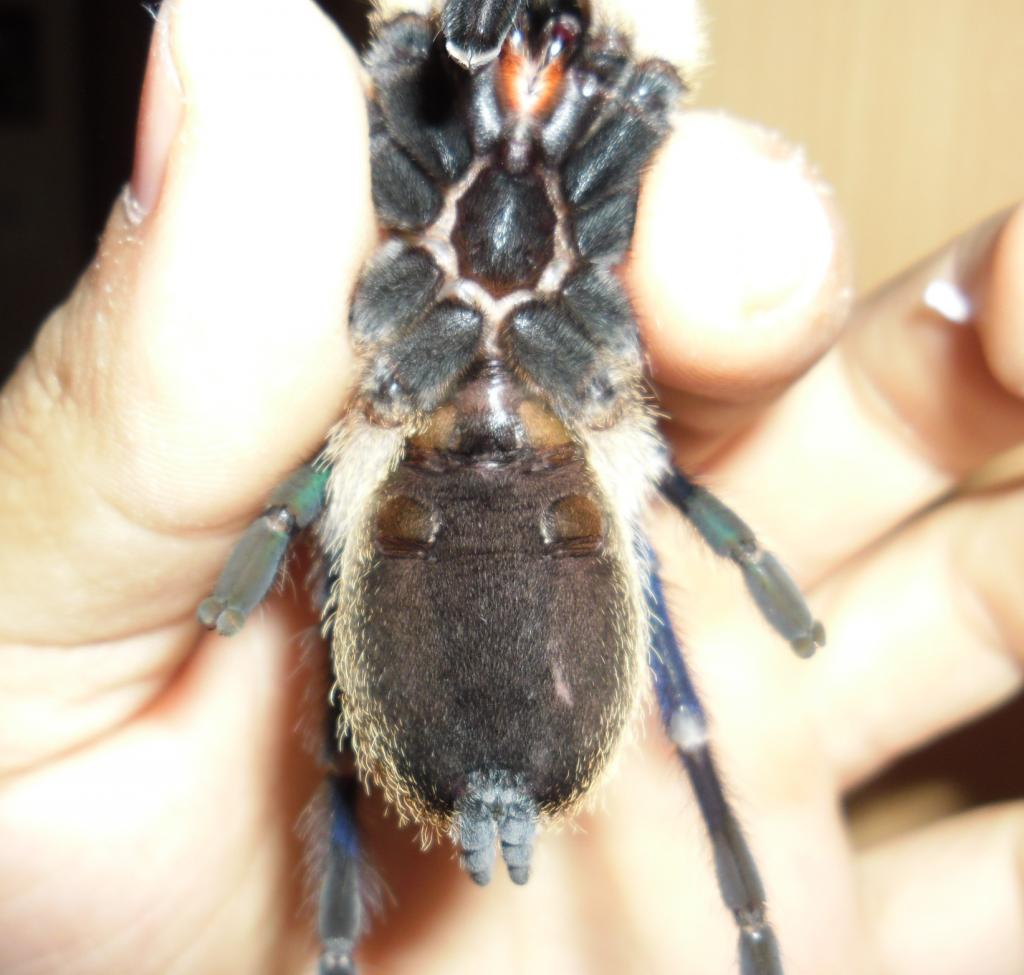 M.balfouri  Male or Female ?