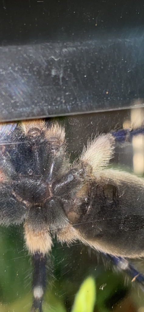 M. Balfouri. Male or female?