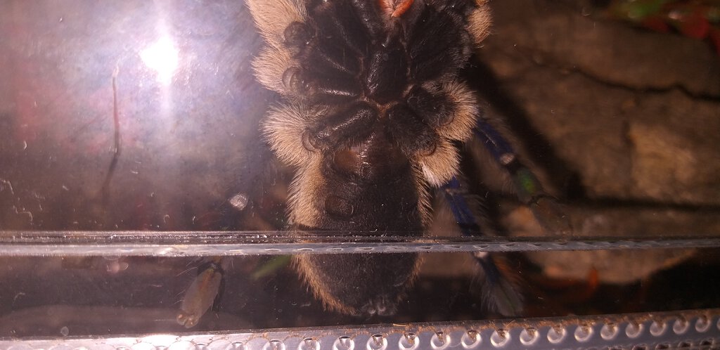 M. balfouri male? Pt (1/3)