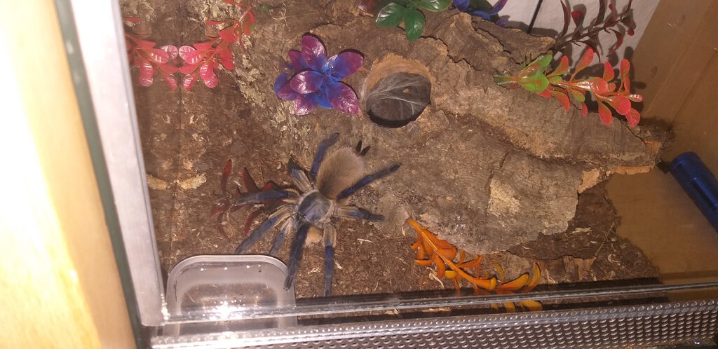 M. balfouri male? Pt (3/3)