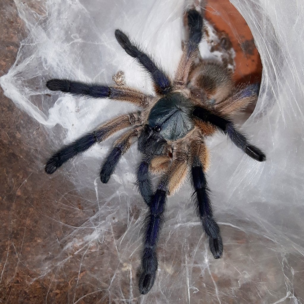 M.balfouri male