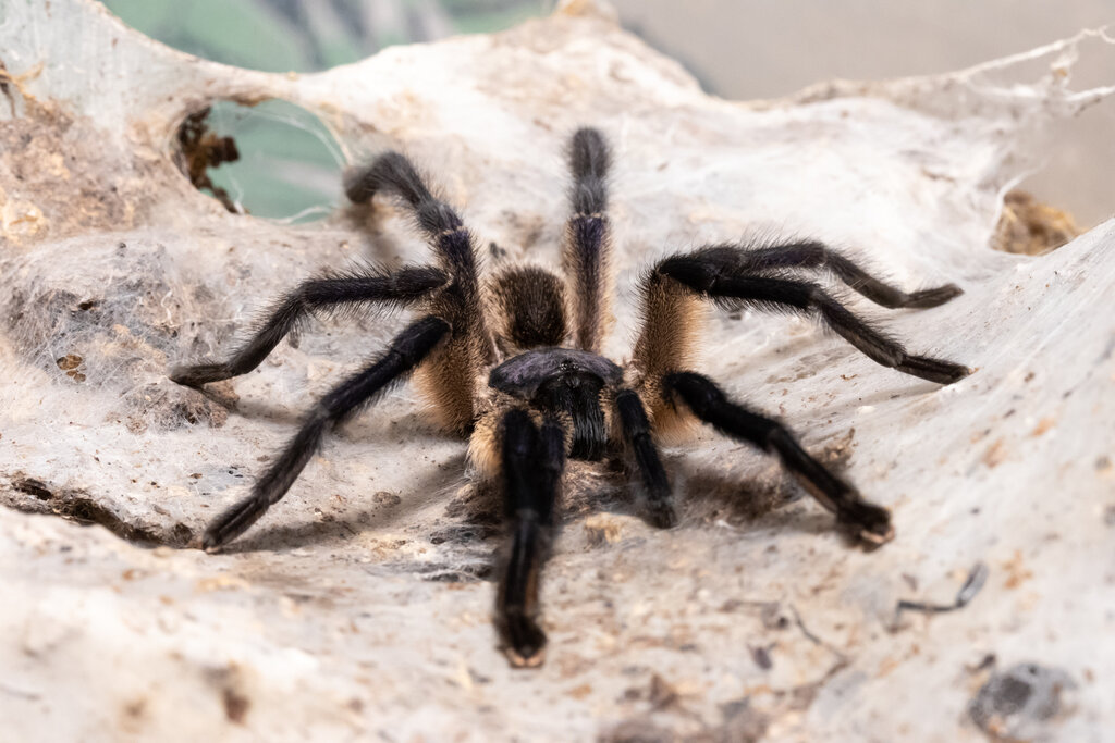 M. balfouri mature male