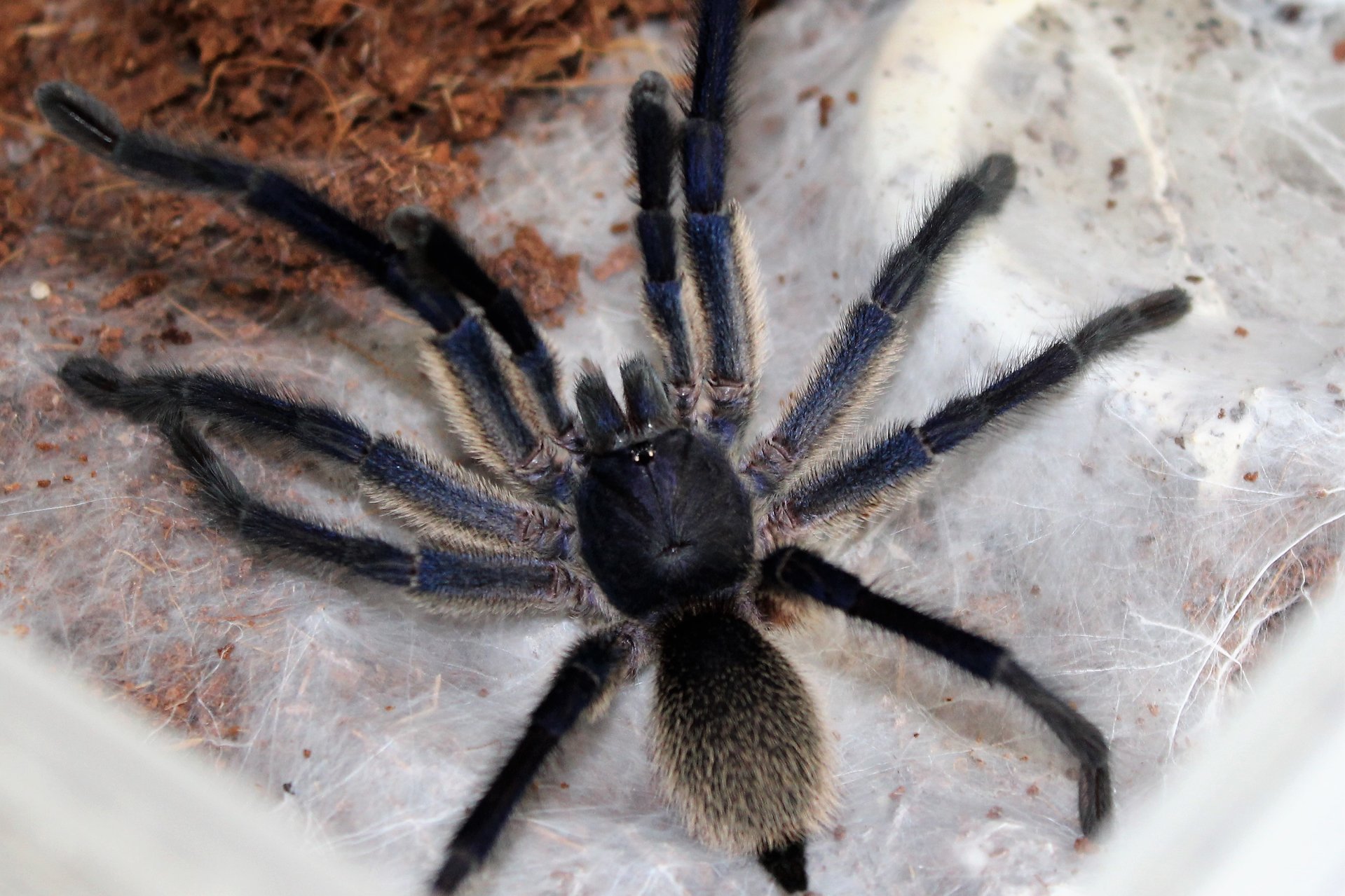 M.balfouri MM