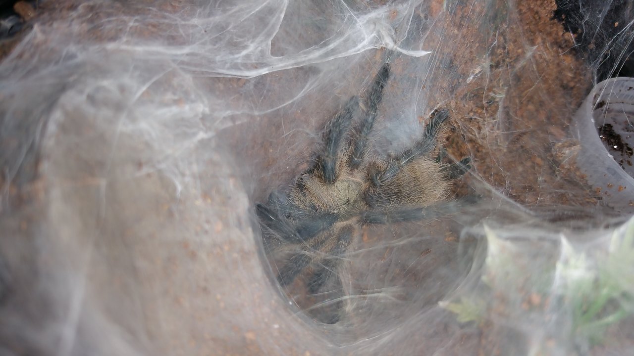 M. balfouri molted