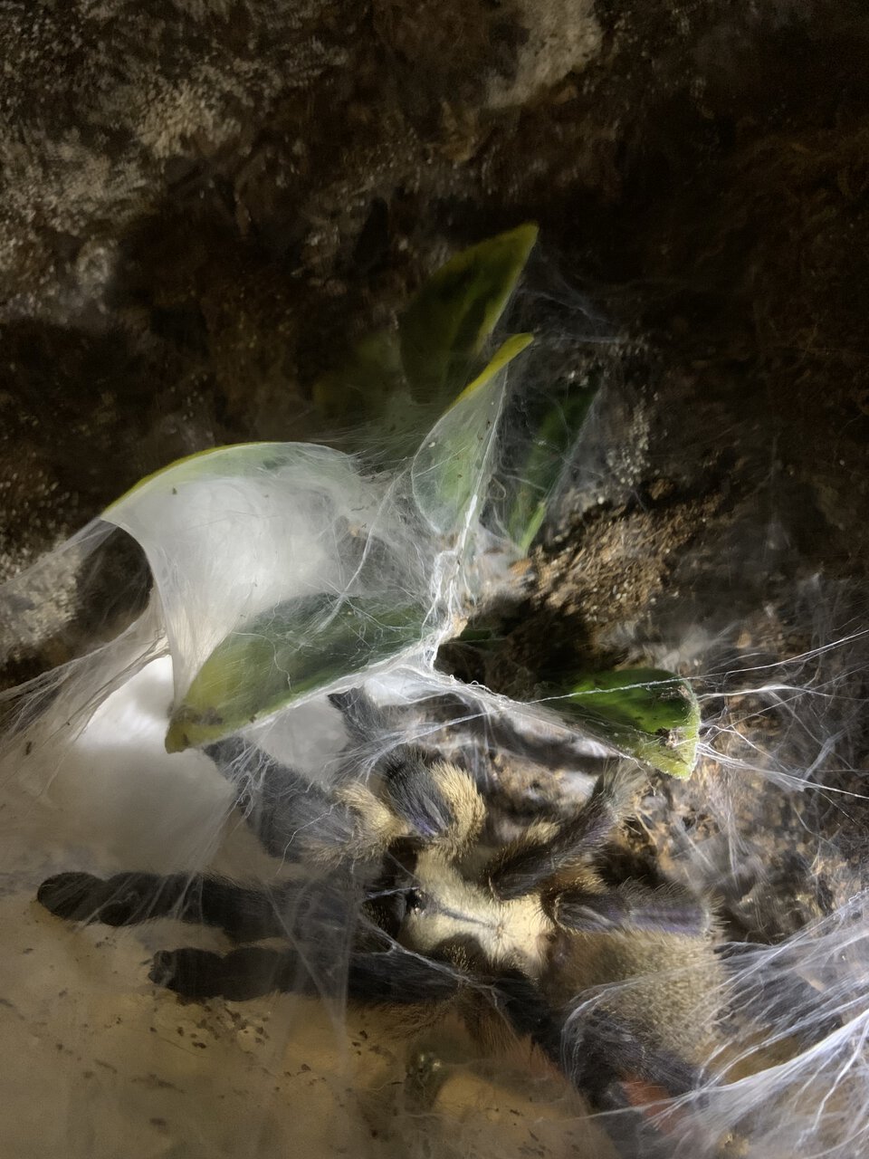 m. balfouri mom with egg sac